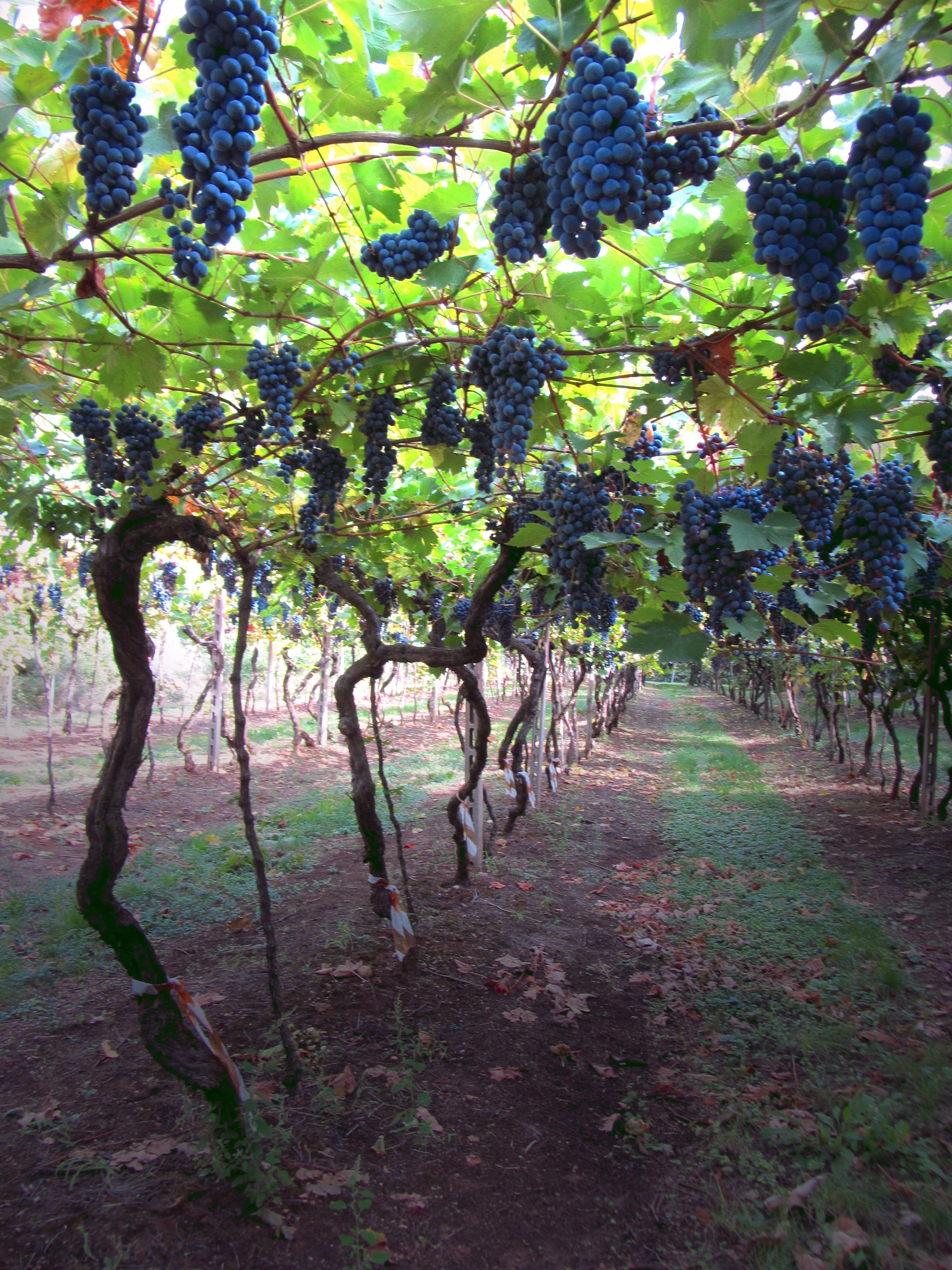 Premio Poesia Cantina Valpantena verona vino veneto cosa fare in veneto vino verona veronese vini cosa fare a verona penna al dente bere in veneto veneto wine etichetta premio letterario poesia 