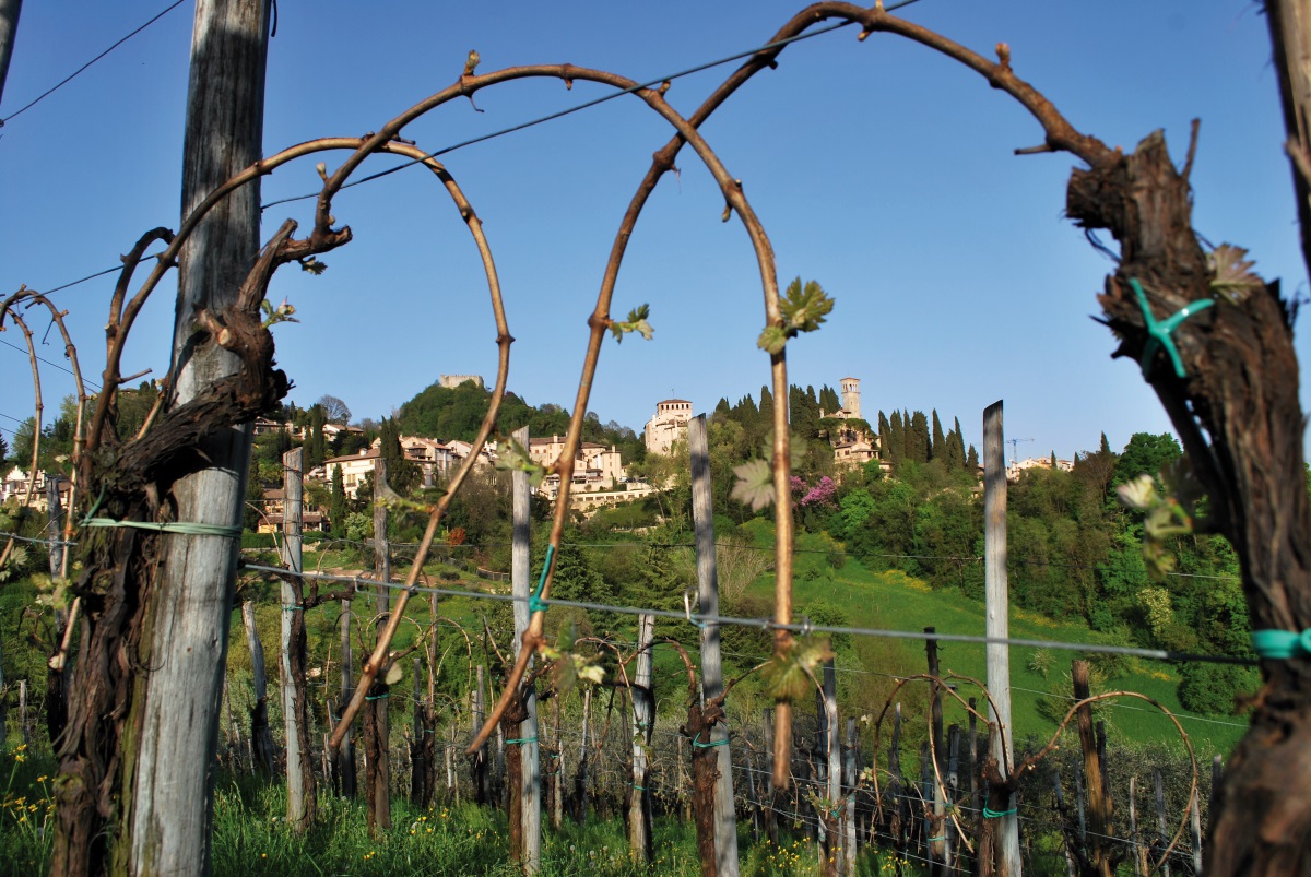 consorzio vini asolo montello asolo docg cosa fare in veneto eventi veneto assemblea soci consozio vini veneti treviso magazine veneto cosa fare a treviso penna al dente