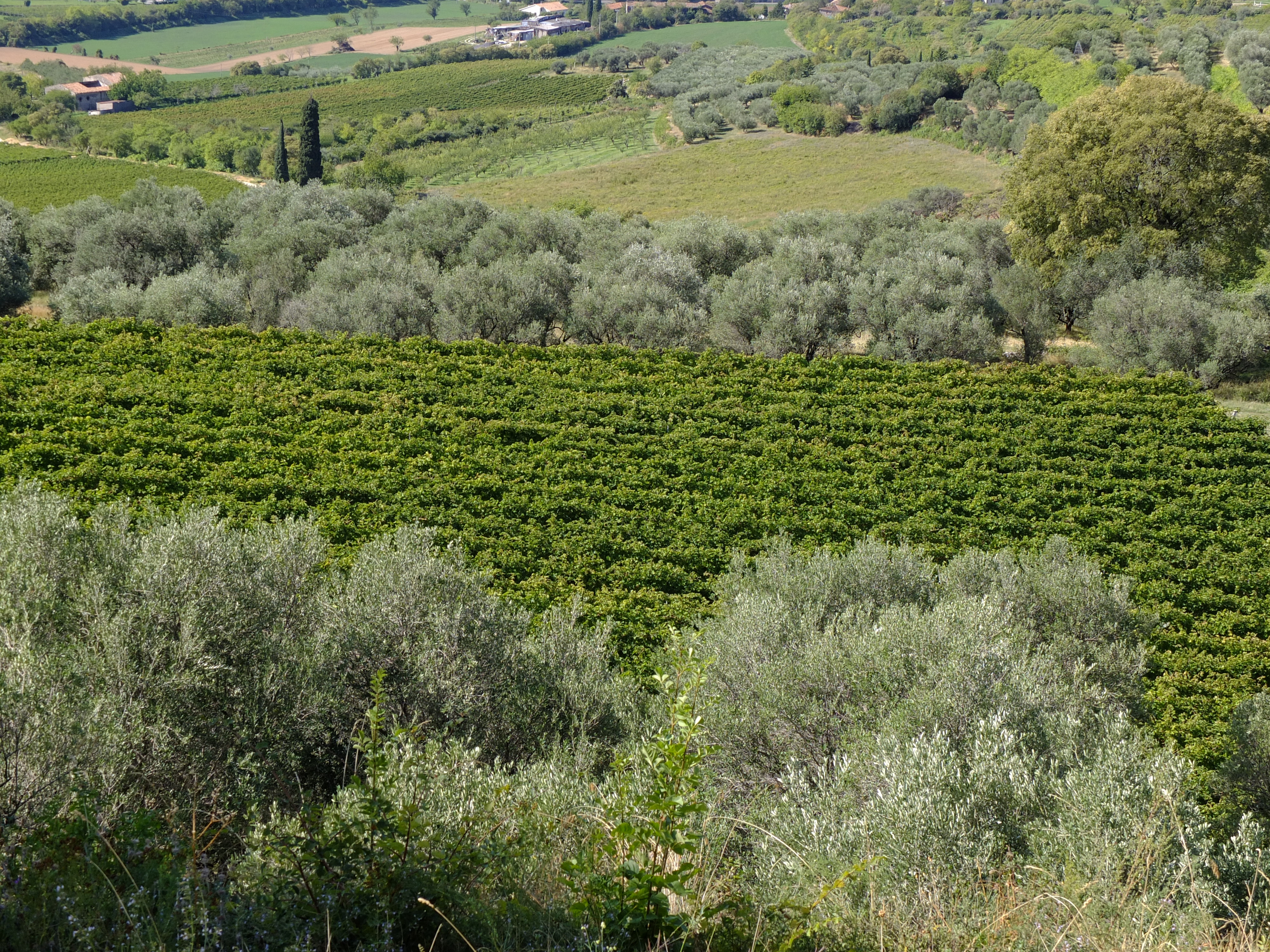 brolo dei giusti Cantina Valpantena valpolicella verona magazine veneto drink vini veneti vini valpolicella amarone cosa bere in veneto cosa bere a verona eleonora garzia penna al dente